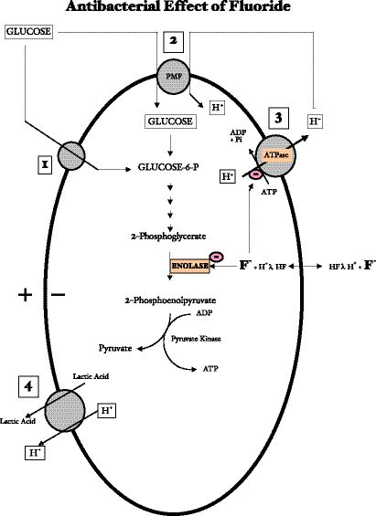 FIGURE 6--Essential reactions involved in carbochydrate metabolism by saccharolytic oral bacteria (Hamilton, 1990): (1) Sugar transport via the phosphoenolpyruvate (PEP) transport system, (2) sugar uptake via thePMF-associated transport system, (3) proton efflux via the H+/ATPase, and (4) lactate/proton efflux. Fluoride has a direct inhibitory effect on enolase and H+/ATPase.