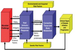 Periodontal Disease Model  (Kornman, K. J Periodontol • August 2008)14