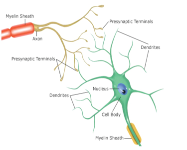 Drawing of a Neuron.