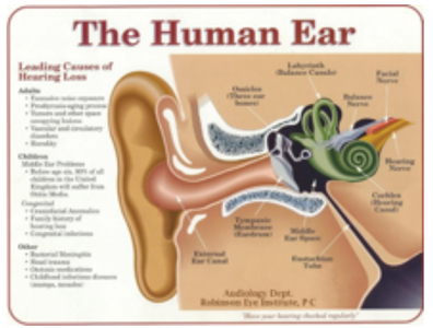 Human ear: Pinna to cochlear nerve (Dept. of Audiology, Robinson Eye Institute).