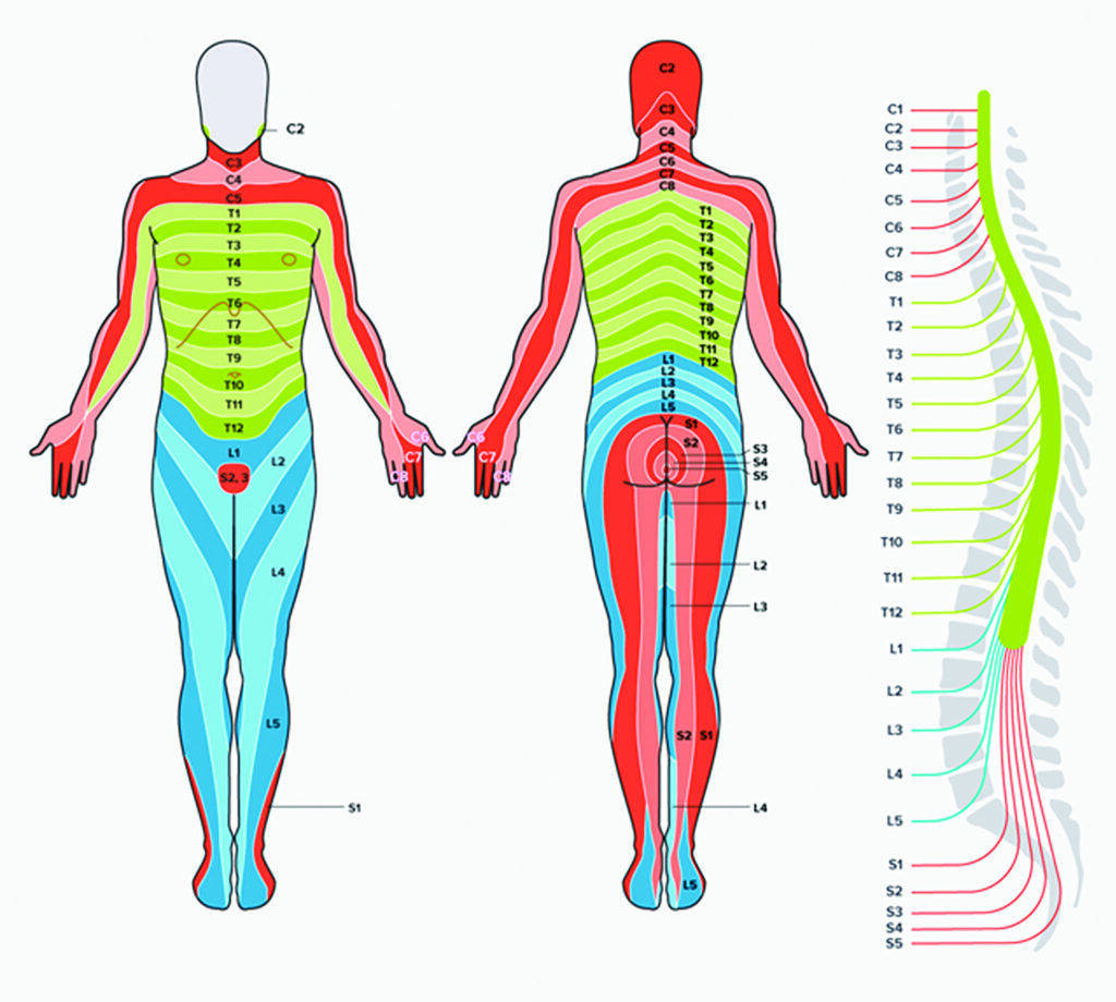 Central spinal root dermatomes.