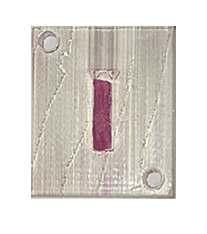 A cut and dyed pulp replica (prosciutto) after placement in the isthmus space.