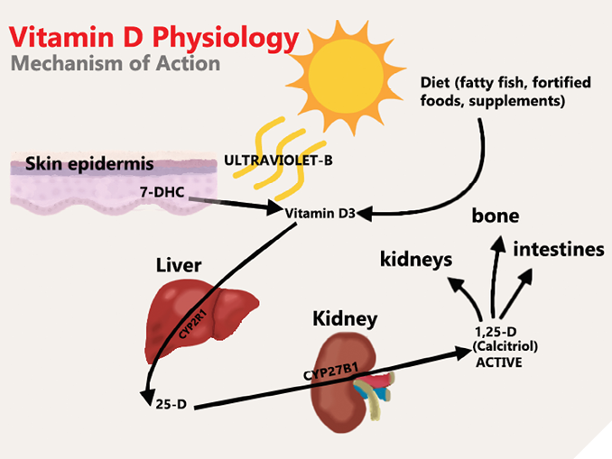 7-dehydrocholesterol (7-DHC), found in human skin in the superficial epidermis layer, is converted into vitamin D3 using UV-B from sunlight.1,2,4 Vitamin D3 is also consumed in the diet and will proceed to undergo first round of hydroxylation in the liver by CYP2R1 enzyme to become 25-hydroxyvitamin D3(25-D).1,2 25-D is the surrogate marker used to measure VD status in the blood.2,5 25-D will then undergo final hydroxylation in the kidney by CYP27B1 to become 1-25-dihydroxyvitamin D3(1,25-D), or calcitriol. Calcitriol is the active form of vitamin D involved in calcium and phosphate homeostasis by acting on the kidneys, bone and intestines to maintain calcium levels in the blood.1,3,4

