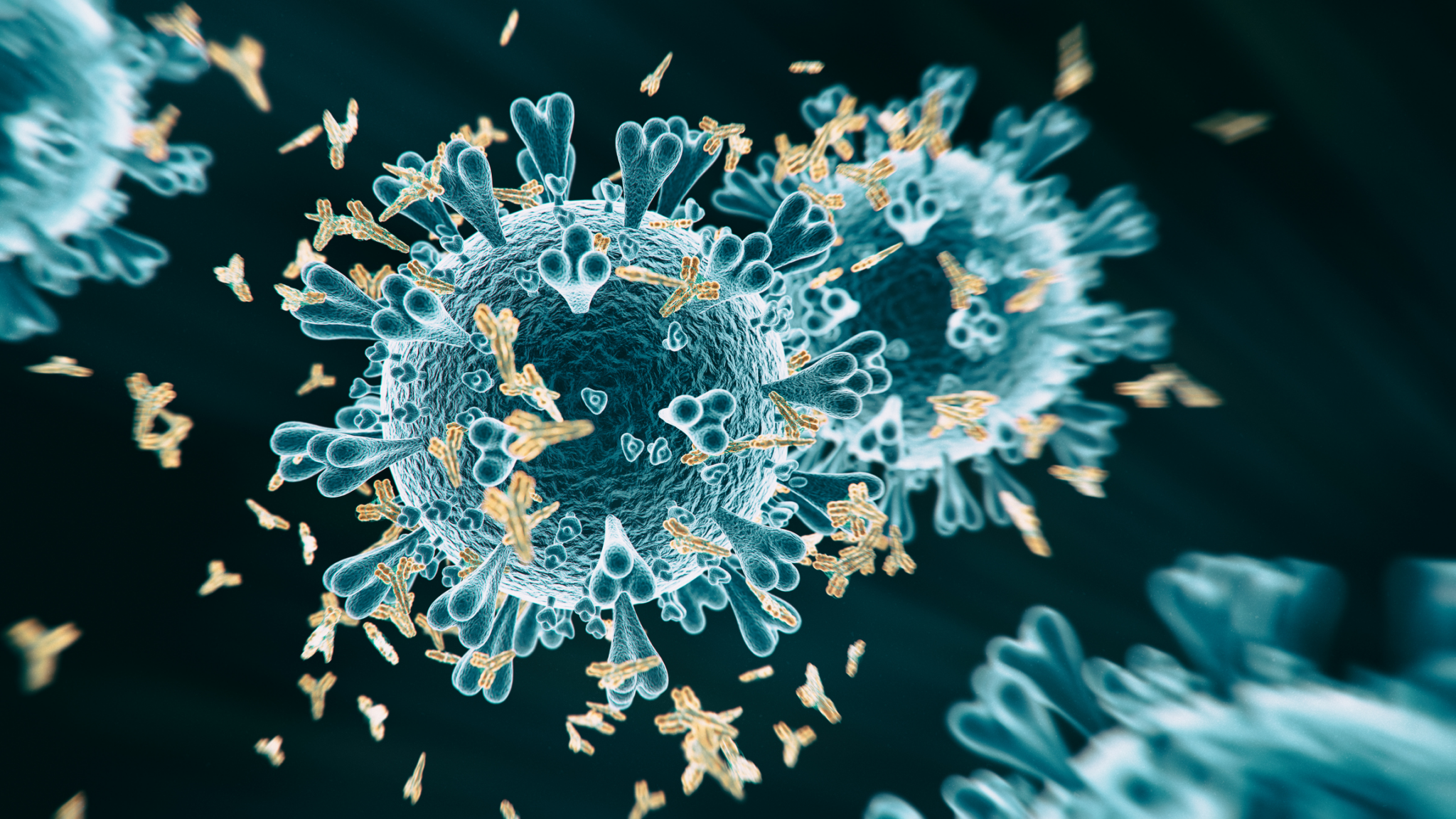 COVID-19 antibody