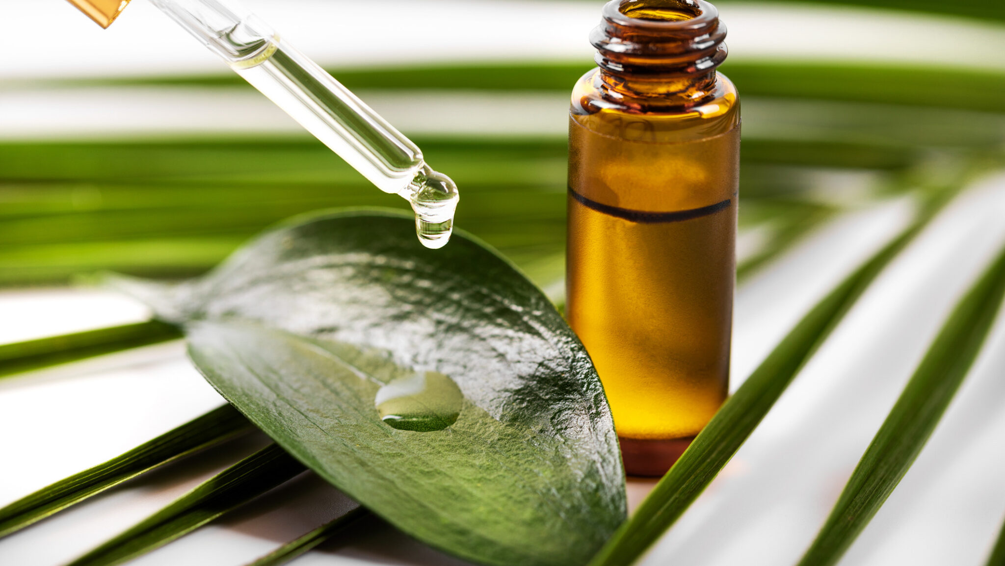 Tea tree oil significantly reduced caries lesions in rats, though its effect on the broader oral microbiome remains under study.
