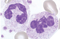 Neutrophils, are the most numerous of white blood cells, and have a characteristic segmented nucleus. 