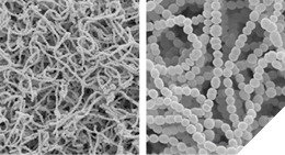 Scanning electron microscopic images of Streptococcus salivarius, at low (left) and high (right) magnification showing the spherical or oval-shaped cocci arranged in chains.