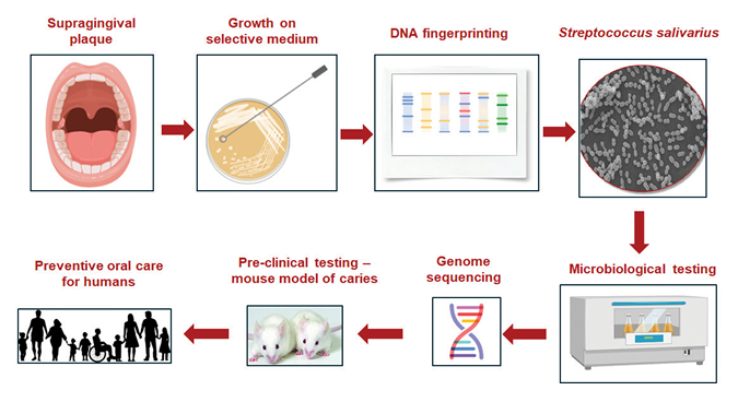 Screening strategy to identify novel S. salivarius probiotic strains. Supragingival plaque samples were collected from the buccal surfaces of teeth of caries-free children and streaked on S. salivarius selective agar plate. Individual bacterial colonies were screened to ensure that they contained S. salivarius sequences via PCR amplification. S. salivarius candidates were subjected to microbiological testing for their inhibitory activity against cariogenic bacteria. Next generation sequencing was performed on one specific strain, LAB813. Pre-clinical experiments using the rodent model of caries can be performed to test the safety and efficacy of specific probiotic strains with the goal of translating these discoveries for use as a preventive oral health therapeutic for human use. Created with BioRender.com