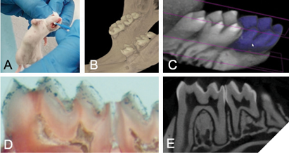 Mouse model of dental caries. A) Inoculation of any probiotic strain to the oral cavity of mice. B) Jaws of mice inoculated with the probiotic can be processed, and subject to micro-computed tomographic scanning (C, E- slice through the scans). D) Teeth can be hemi-sectioned to visualize presence of enamel and dentin breakdown, i.e. cavities.