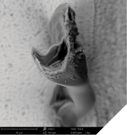 SEM images in 500x and 2,500x showing significant organic impurities.