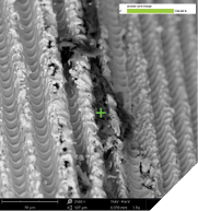 SEM images in 500x and 2,500x with EDS analysis result showing significant carbonaceous contamination on the laser-treated implant shoulder (US-made implant system). 