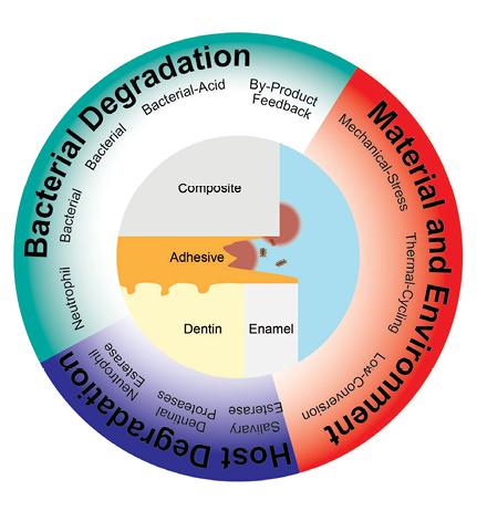Challenges facing restorations: There are a multitude of challenges dental materials face in the oral cavity that contribute to infection, secondary caries, and treatment failure.