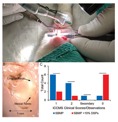 Animal trial: A) A clinical image from our recent animal trial where rat teeth were restored with a Mesosil-enabled adhesive. B) An image of a restored rat 1st molar showing the different areas of interest. C) Quantitative International Caries Classification and Management System™ (ICCMS) scores for rat caries on restored first molars after cariogenic bacteria inoculation and 7-weeks cariogenic diet [9].


