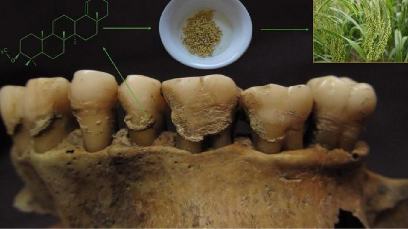 Dental calculus reveals hidden millet consumption in medieval Ukraine