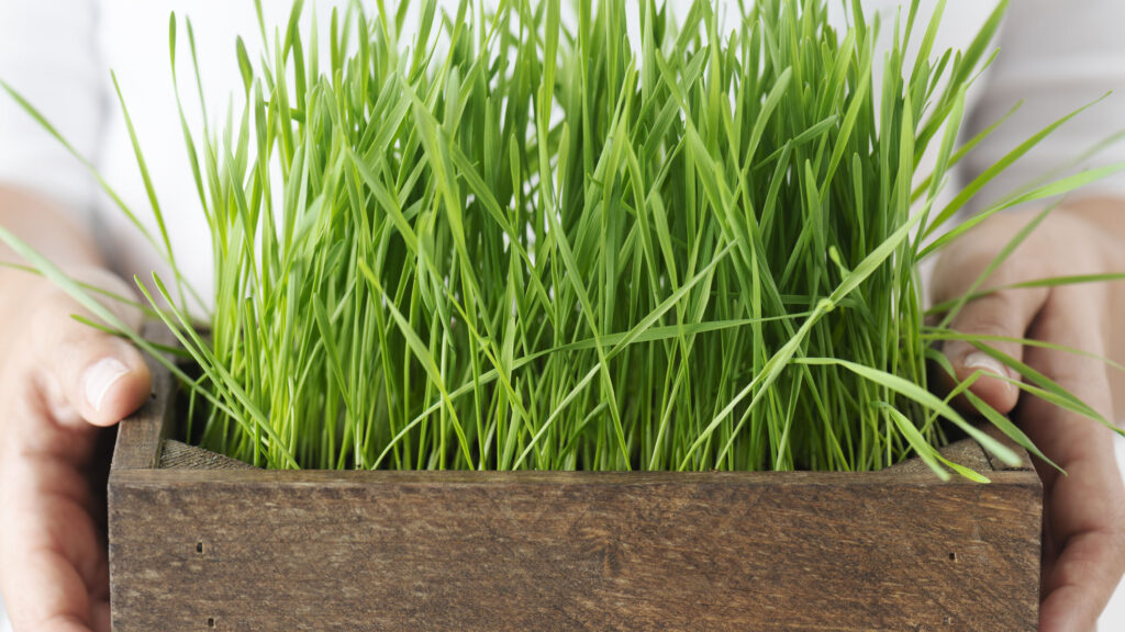 Researchers used 500 mg wheatgrass extract to reduce acute dental pain in patients with symptomatic irreversible pulpitis. (iStock)