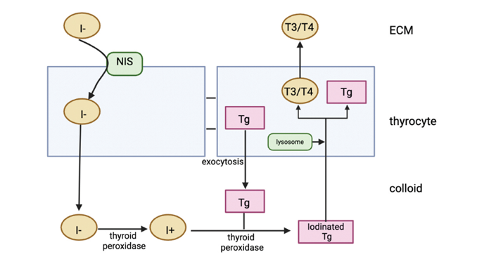 Simplified diagram summarizing production of T3/T4. All of the steps require activation of thyroid gland by TSH. Tg: thyroglobulin, NIS: Na/I symporter