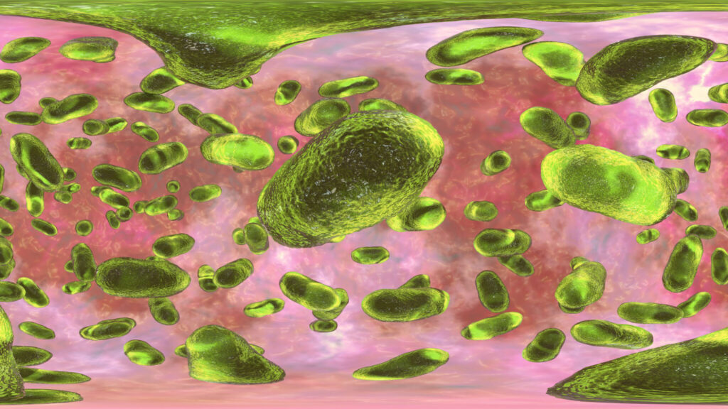 Porphyromonas gingivalis oral bacterium, 360 degree panorama view computer illustration. (iStock)