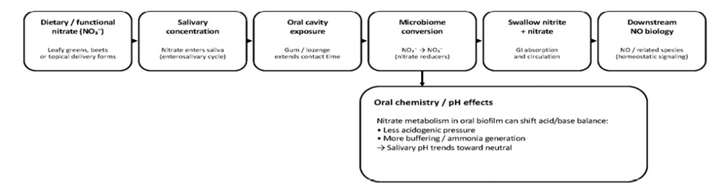 . Enterosalivary nitrate-nitrite-NO pathway and oral pH relevance.Dietary or functional nitrate (NO3-) is concentrated in saliva, reduced by nitrate-reducing commensal oral bacteria to nitrite (NO2-), supporting downstream nitric oxide (NO) biology and influencing oral chemistry consistent with improved oral pH support.