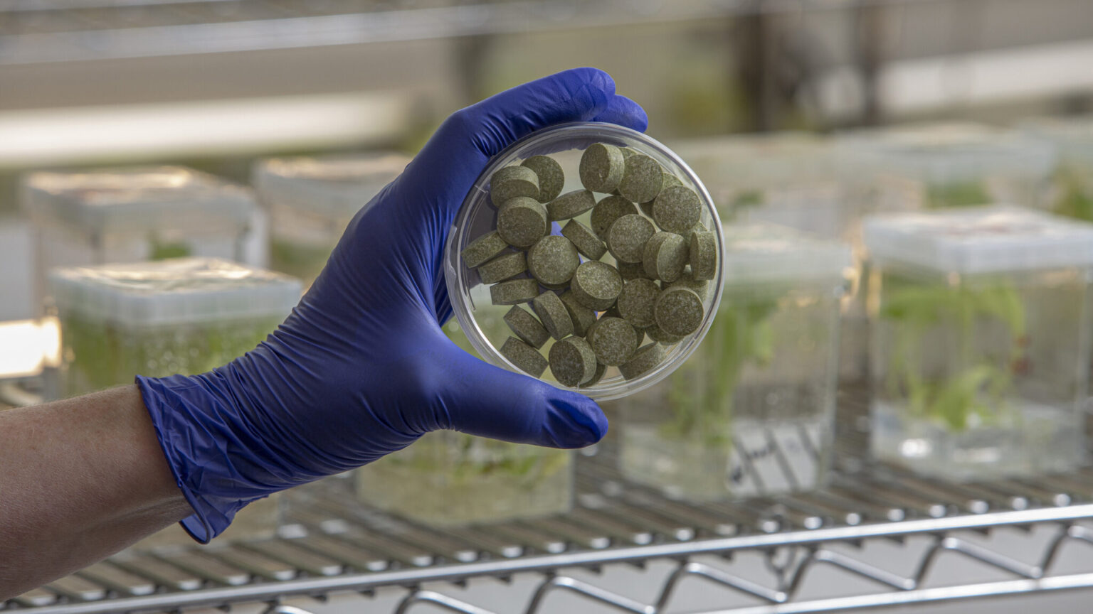Bioengineered chewing gum shows promise against microbes tied to oral ...